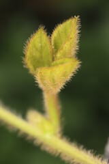 close up of a tropical plant