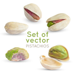 Vector Pistachio kernel. Realistic green raw nuts. Beige pistachios shell isolated on white background. Snack fruit illustration.