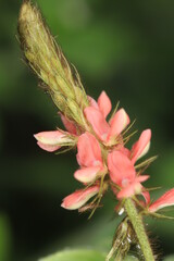 flower of tropical grass