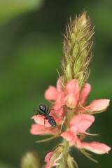 Fototapeta na wymiar ant on flower