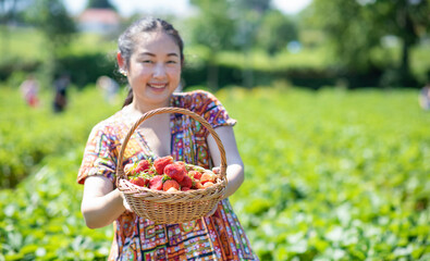 Asian beautiful woman is picking strawberry in the fruit garden on a sunny day. Fresh ripe organic...