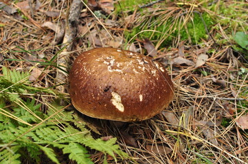 White mushroom, boletus on the background of dry pine needles. Autumn in the forest. Picking mushrooms in the forest.