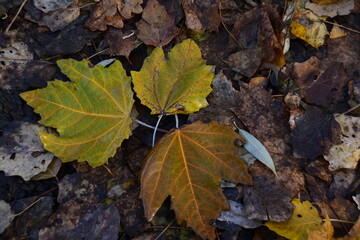Three yellow maple leaves on the ground. Fallen maple leaves among dry leaves.