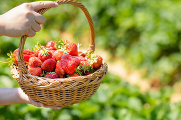 Asian beautiful woman is picking strawberry in the fruit garden on a sunny day. Fresh ripe organic...