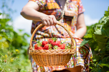 Asian beautiful woman is picking strawberry in the fruit garden on a sunny day. Fresh ripe organic strawberries in a wooden basket, Filling up a basket full of fruit. Outdoor seasonal fruit picking.