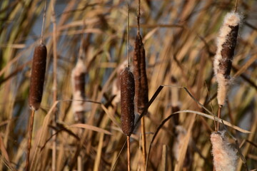 Ripe reed heads. The fluff flies off ripe fruits. Background, texture. Bokeh.