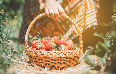 Fototapeta na wymiar Asian beautiful woman is picking strawberry in the fruit garden on a sunny day. Fresh ripe organic strawberries in a wooden basket, Filling up a basket full of fruit. Outdoor seasonal fruit picking.