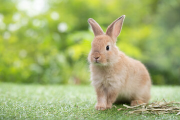 Fototapeta premium A adorable brown bunny sitting on green grass with dry grass, looking for feeding food in the garden. Cute animal and pet.