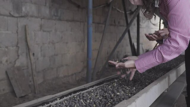 Woman in coffee production line doing quality control, separating impure
