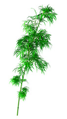 3D Rendering Bamboo Tree on White