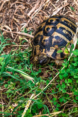 Hermann's tortoise hides among green clover leaves and dry grass at Shkoder Castle in Albania, vertical. Wild animal in natural habitat