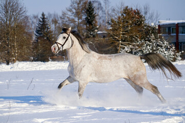 Fototapeta na wymiar White horse running in the snow field in winter