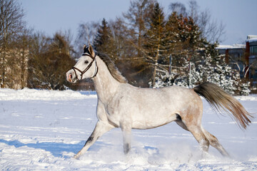 Obraz na płótnie Canvas White horse running in the snow field in winter