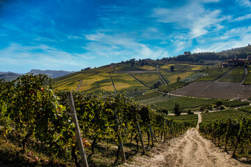 Fototapeta na wymiar Landscapes of the Piedmontese Langhe with its vines in autumn, during the grape harvest