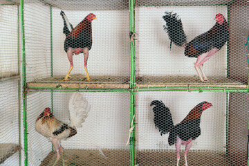 Group of Roosters standing ready to fight