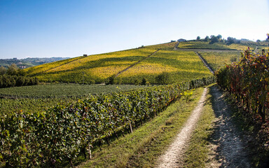 Fototapeta na wymiar 79 / 5000 Risultati della traduzione vineyards in the Piedmontese Langhe in autumn during the grape harvest 