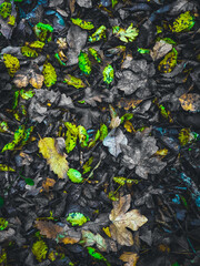 Autumn background. Fall wallpaper. Autumn leaves