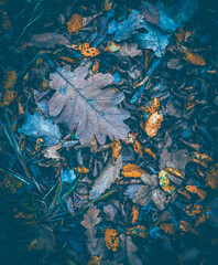 Autumn background. Fall wallpaper. Autumn leaves