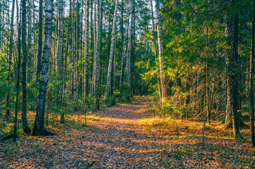 Path in autumn forest at dusk