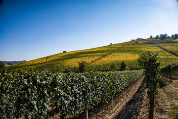 79 / 5000
Risultati della traduzione
vineyards in the Piedmontese Langhe in autumn during the grape harvest 