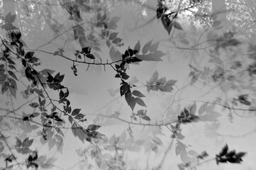 Silhouette of a tree with branches and leaves in the fog