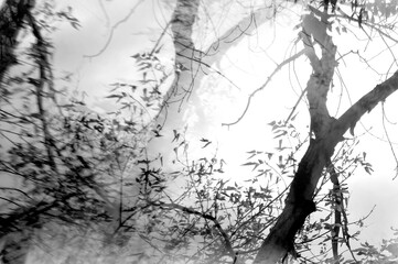 Silhouette of a tree with branches and leaves