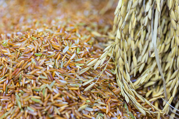 Close-up image of paddy and Raw rice grain. Paddy rice background.