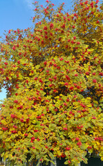 Rowan or mountain ash with bright red berries in sunny autumn da