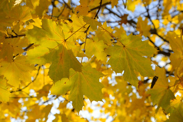 Branches of autumn maple tree with bright yellow leaves
