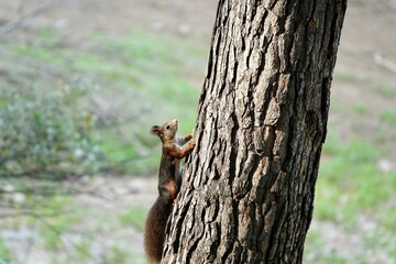 Red squirrel (Sciurus vulgaris) climbing a tree trunk