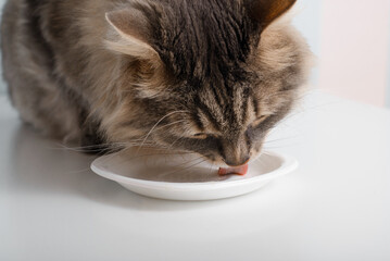 Close-up of gray fur cat eating, licking empty plate indoors. Lovely pet, animals and food