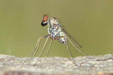 macro of a fly (Medetera sp.)