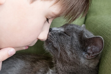 Close up portrait of gray cat kissing with and boy on a green background. The hostess gently...