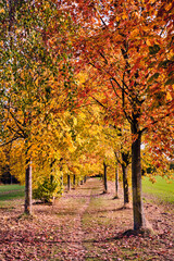 Path covered by leaves in Autumn