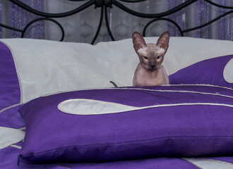 A young gray sphinx is playing on the bed.