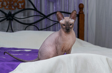 A young gray sphinx is playing on the bed.