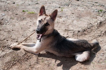 beautiful little dog lies on dry ground