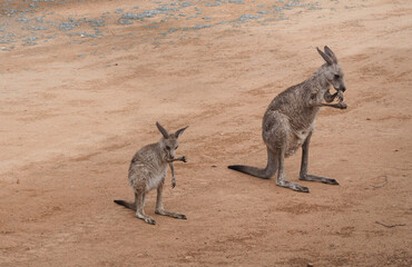 Eastern Grey Kangaroos, Macropus giganteus female and joey showing arm licking cooling behaviour during drought; dry brown red soil in background