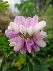 Gros plan vertical d'une inflorescence rose et blanche de coronille bigarrée (Securigera varia). 