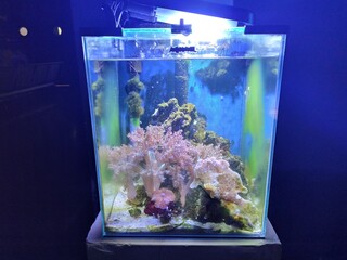 Saltwater mini aquarium  © JanZagórski