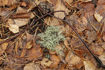 gray moss