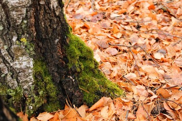 wild moss