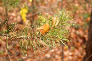 a pine tree stretches out a branch