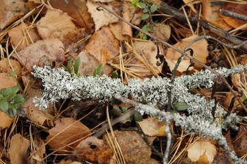 
moss on a fallen branch