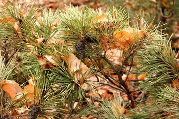 leaves and needles