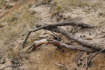 driftwood in the sand