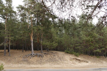 sand and pine trees