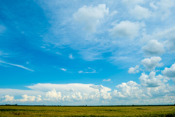 Fototapeta na wymiar A field of ripening green wheat and beautiful storm clouds.