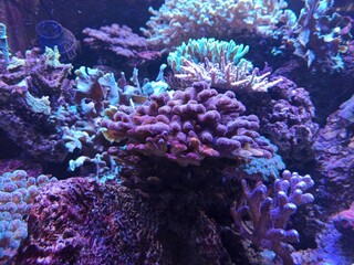 Beautiful coral reef with fish
