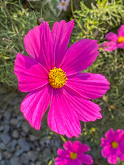 British garden flowers in the sun